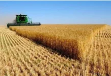 Iraq leads Arab countries in barley production for the 2024–2025 season