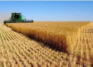 Iraq leads Arab countries in barley production for the 2024–2025 season