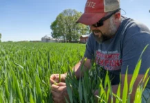 ‘Blindsided’ US farmers strained as fertilizer costs surge on war